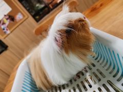 -藦茜花园宠物主题亲子互动体验馆(国顺东路店)