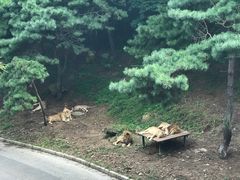 -大连森林动物园