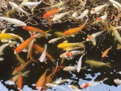 -侠成水上农庄(工业大道店)