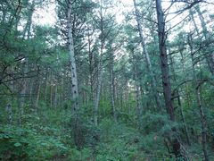 -帽儿山国家森林公园