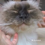 十分ins风的喵咔