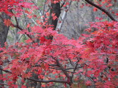 -关门山森林公园