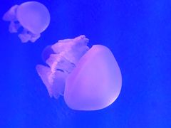 -福州罗源湾海洋世界旅游区