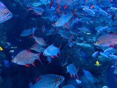 -成都浩海立方海洋公园