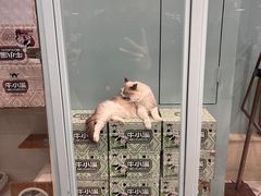 -安格丽娜·狗咖·猫咖羊驼咖(春熙路百盛商场店)