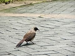 -福田红树林生态公园