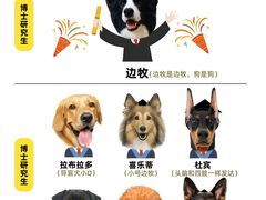 -翊宠yipet猫狗购宠庄园
