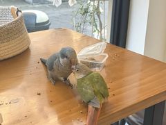 -吉丁鸟咖·异宠·寄养