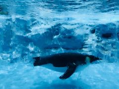 -帝企鹅自助餐厅•儿童岛•真企鹅(长隆企鹅酒店)