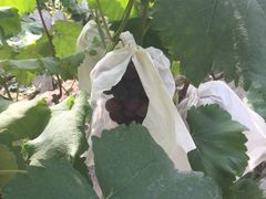 -马陆小张葡萄园农家乐