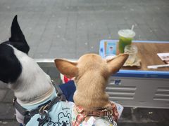 -BE YOLO必有乐&小红帽三明治
