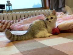 -猫大福·Fortune Cat猫舍(百子湾店)