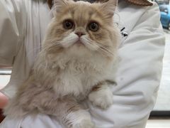 -艾贝尔宠物医院 ·内科全科(梁溪路店)