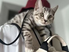 -纳吉亚猫专科动物医院博雅分院