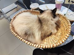 -怪兽屋·羊驼·猫咖·狗咖(俊华广场店)