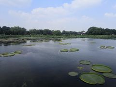 -荷塘月色湿地公园·向阳花洲