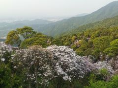 -梧桐山风景名胜区