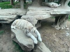 -北京野生动物园