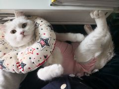 -佳怡动物医院·平价24小时·猫专科骨外科