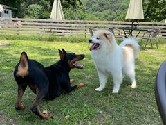 -趣多多宠物公园·宠物训犬学校·宠物寄养