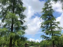 -上海长兴岛郊野公园