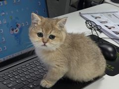 -猫咪博物馆(顶澳仔猫街店)