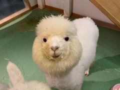 -藦茜花园宠物主题亲子互动体验馆(国顺东路店)