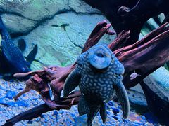 -上海海洋水族馆