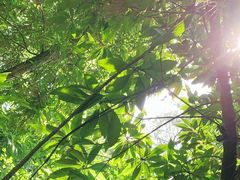 -铁山坪森林公园