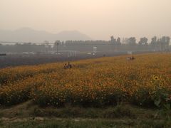 IMG_7620-北京东方普罗旺斯薰衣草庄园