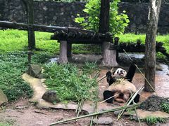 -都江堰中华大熊猫苑