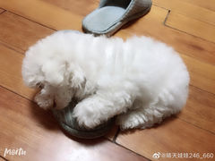 -喜多萌中农锦绣动物医院24H·猫科·牙科MRI·CT