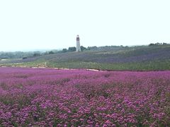 -紫颐香薰山谷景区