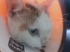 -安安宠医·安宠宠物医院