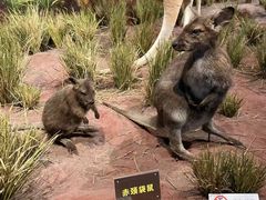 -陕西自然博物馆