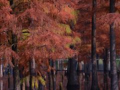 -白鹭湾湿地公园