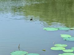 -新江湾城公园