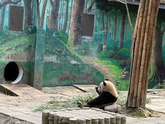 -中国大熊猫保护研究中心雅安碧峰峡基地