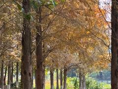 -白鹭湾湿地公园