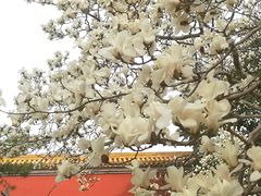 -北京市劳动人民文化宫(太庙)