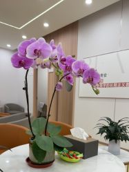 -东莞台心医院-医疗美容