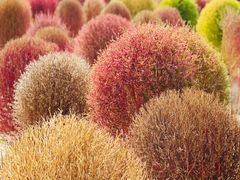 -径山花海