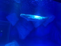 -上海海昌海洋公园-停车场