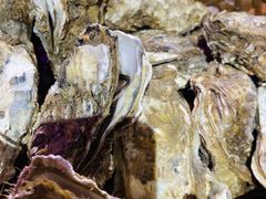 -蚝堡海鲜·威海菜·海肠捞饭·烧烤·亚洲吃蚝公司(幸福门店)