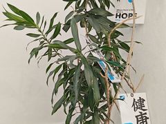 -Blueglass酸奶(上生新所店)
