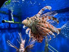 -太平洋海底世界