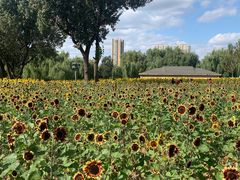 -长白岛森林公园