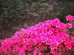 -木兰云雾山