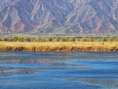 -野鸭湖国家湿地公园