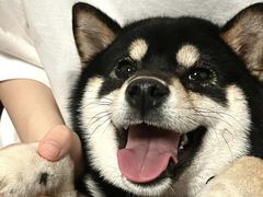 -萌宠之家·腊肠犬·马尔泰·小体犬舍